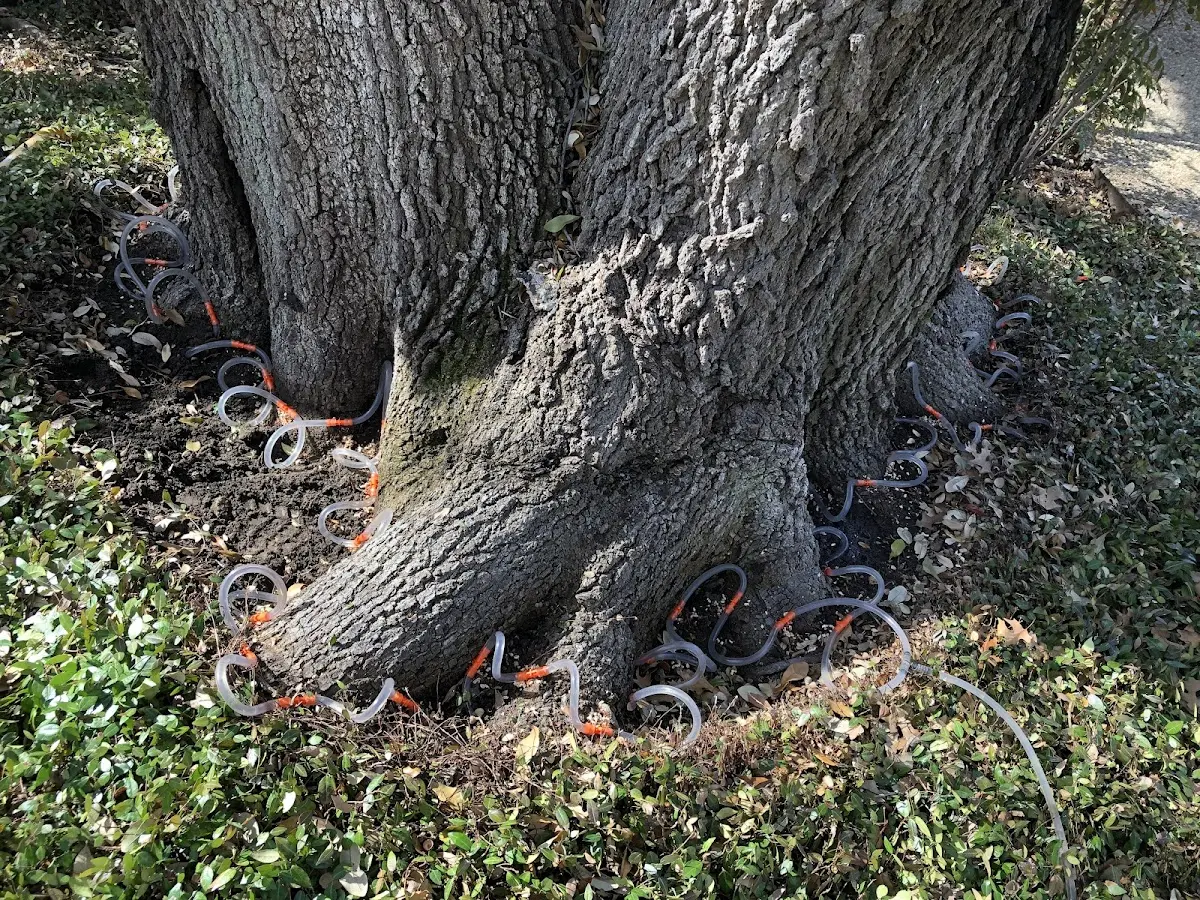 Detailed Tree Cabling and Bracing job site in Cranberry Isles