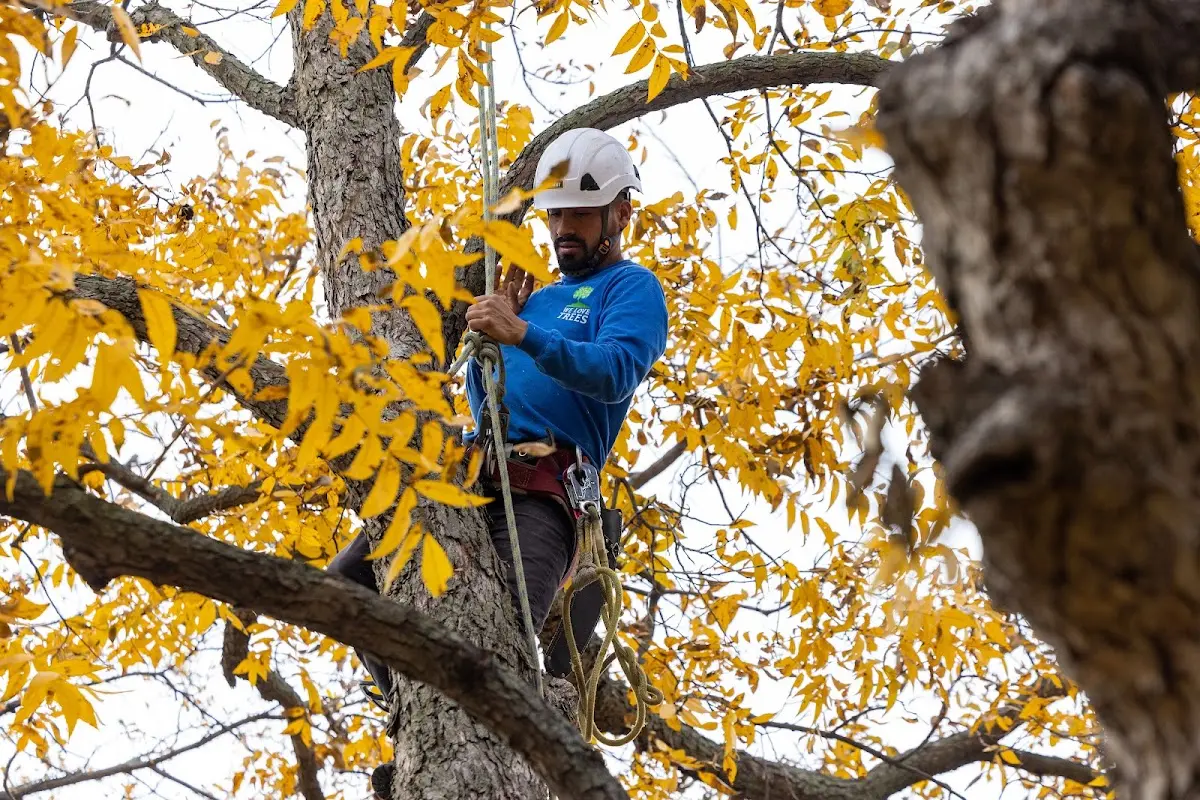Skilled Tree Pruning crew working in Cranberry Isles